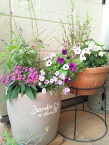 自宅の玄関先の花の手入れ 株式会社プライムホーム