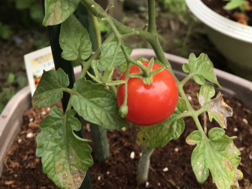 2019年夏に育てた綺麗な赤色のミニトマト