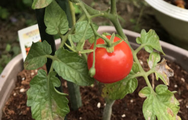 2019年夏に育てた綺麗な赤色のミニトマト