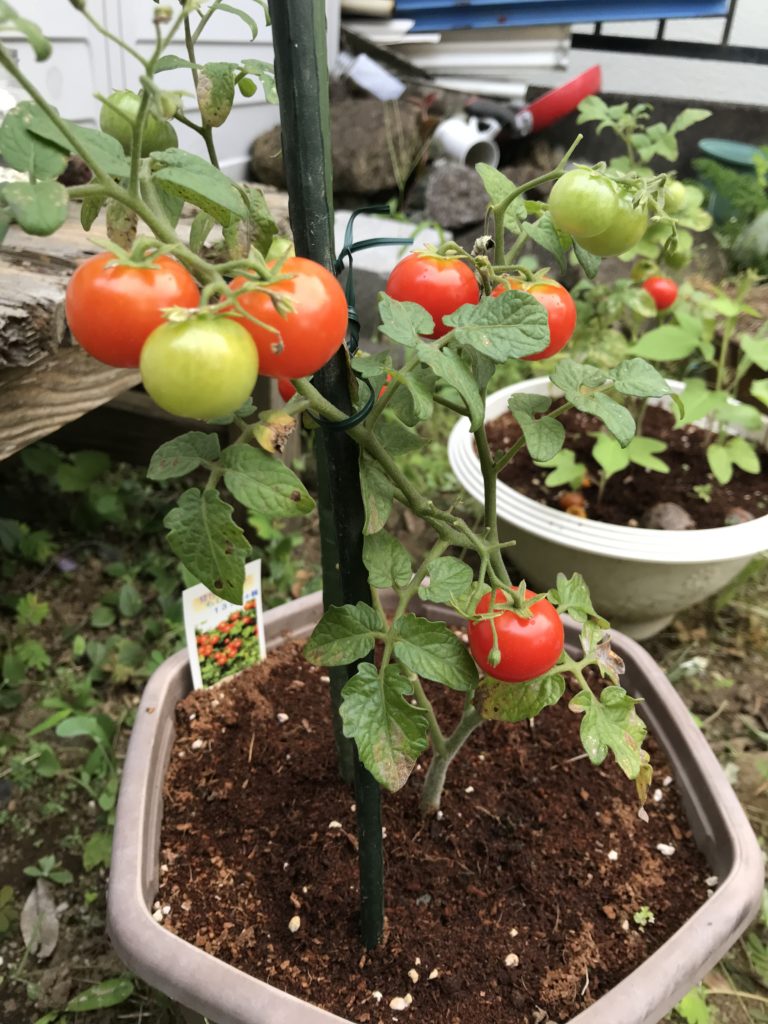 2019年夏に実ったミニトマト