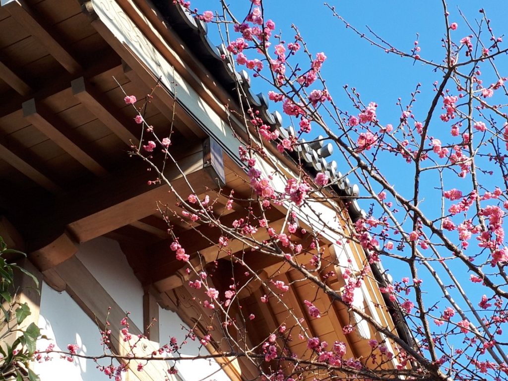 2020年4月に神社で撮影した濃いピンク色の梅の花