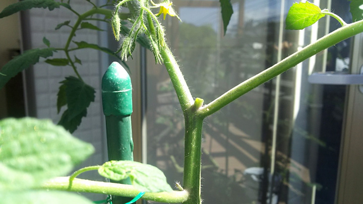 ミニトマトの茎をカットした写真_プライムホーム住宅展示場でガーデニング
