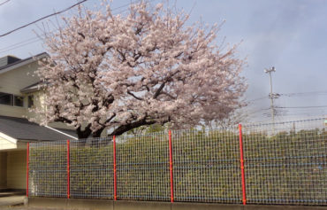 綺麗な満開の桜