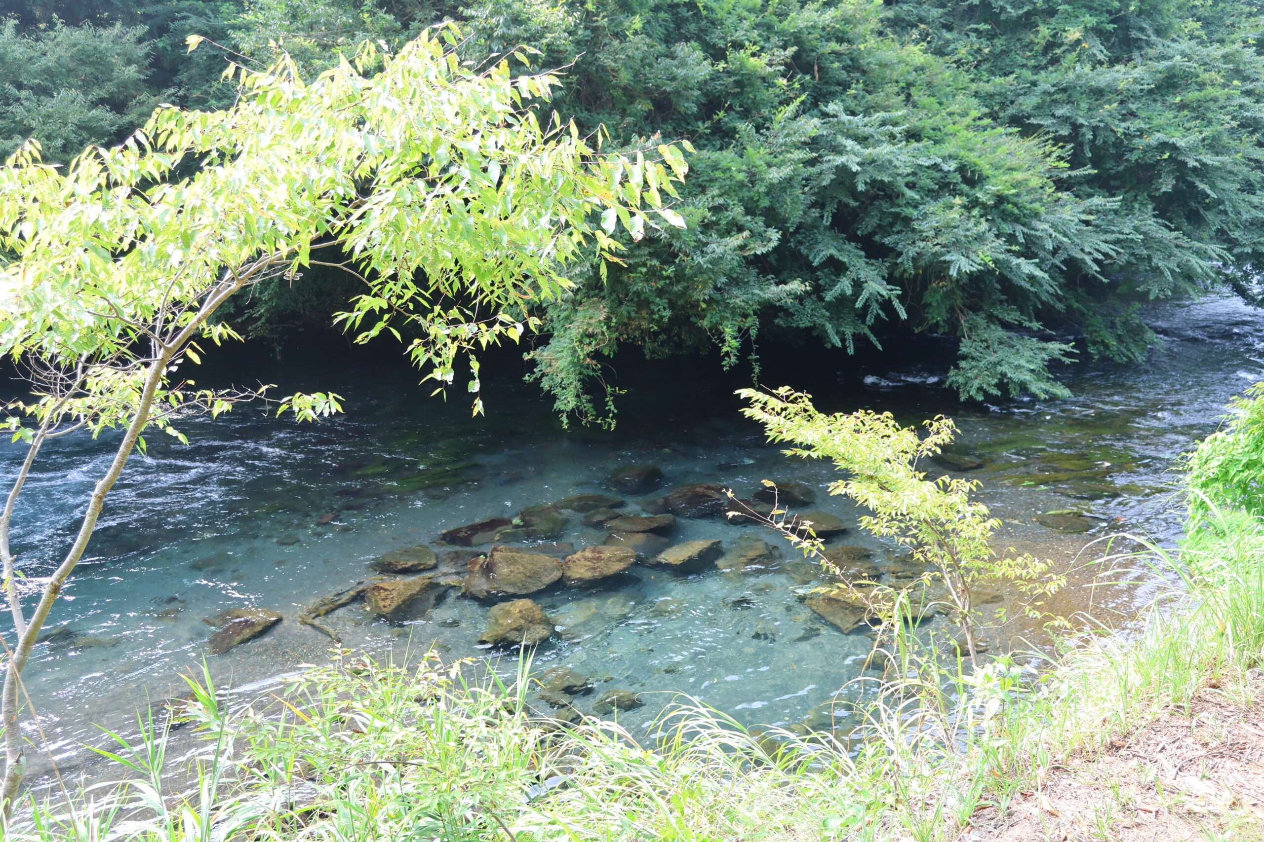 柿田川へ行ってみました